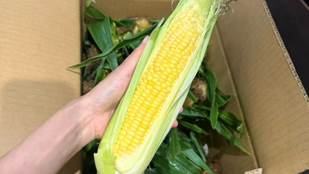 食べてみたかった青森の嶽きみ！
